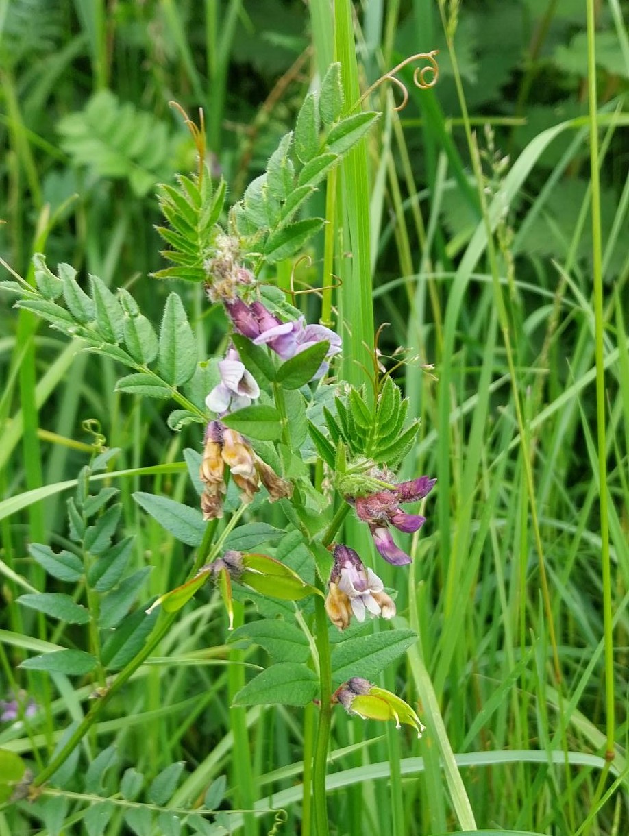 Picture of common Vetch plant in grass